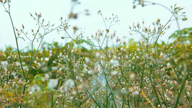 4K:美丽草花秋日视频素材