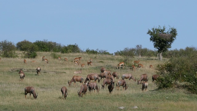 Topi, damaliscus korrigum，小组站在萨凡纳，马赛马拉公园在肯尼亚，实时4K视频素材