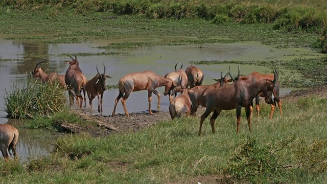 Topi, damaliscus korrigum，站在肯尼亚马赛马拉公园的水坑旁，实时4K视频素材