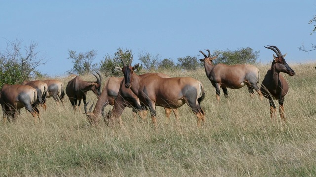 Topi, damaliscus korrigum，小组站在萨凡纳，马赛马拉公园在肯尼亚，实时4K视频素材