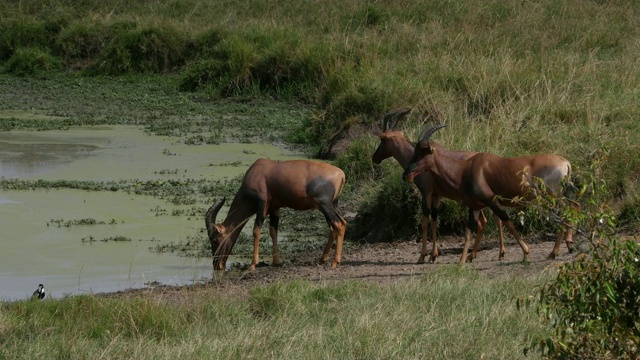 Topi, damaliscus korrigum，站在肯尼亚马赛马拉公园的水坑旁，实时4K视频素材