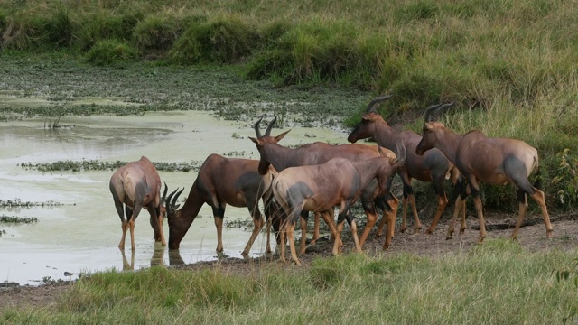 Topi, damaliscus korrigum，站在肯尼亚马赛马拉公园的水坑旁，实时4K视频素材