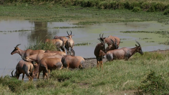 Topi, damaliscus korrigum，站在肯尼亚马赛马拉公园的水坑旁，实时4K视频素材