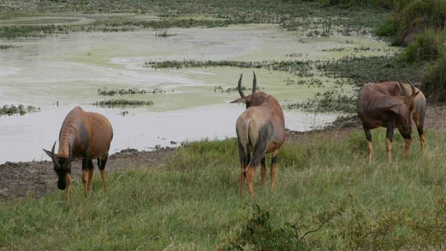 Topi, damaliscus korrigum，站在肯尼亚马赛马拉公园的水坑旁，实时4K视频素材