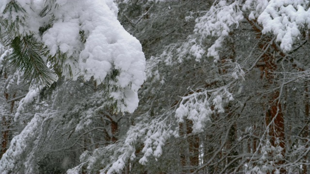 冬季松林与白雪覆盖的树枝圣诞树。慢动作视频素材