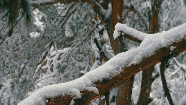 一棵松树的树干在冬天下雪的时候被雪覆盖。慢动作视频素材