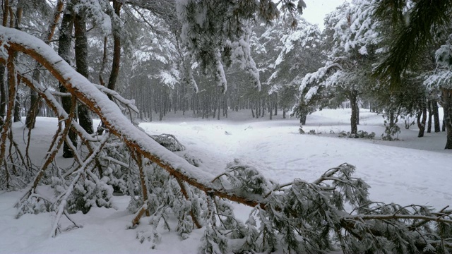 一棵松树的树干在冬天下雪的时候被雪覆盖。慢动作视频素材