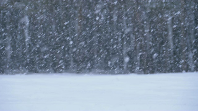 冬天下雪的松林和下雪的圣诞树。慢动作视频素材