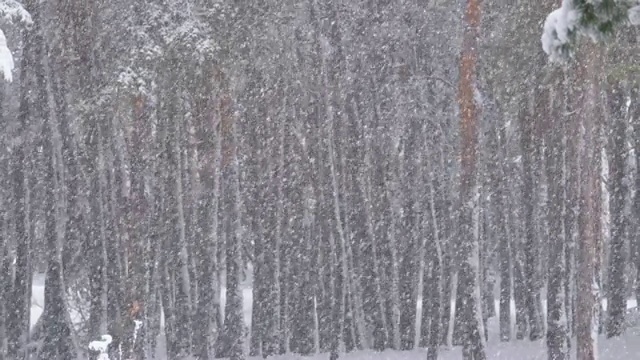 冬天下雪的松林和下雪的圣诞树视频素材