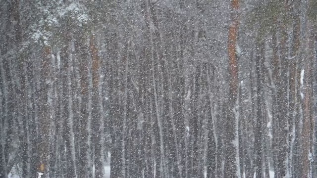 冬天下雪的松林和下雪的圣诞树。慢动作视频素材