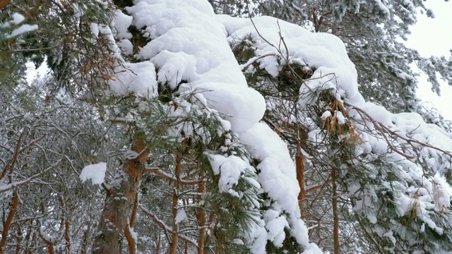 冬季松林与白雪覆盖的树枝圣诞树视频素材