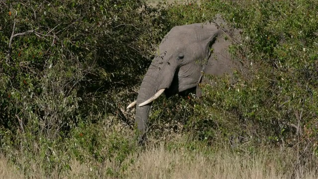 非洲象，loxodonta africana，成年行走在大草原，吃灌木丛，马赛马拉公园在肯尼亚，实时4K视频素材