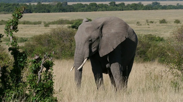 非洲象，loxodonta africana，成年大象走过大草原，吃草，肯尼亚马赛马拉公园，实时4K视频素材