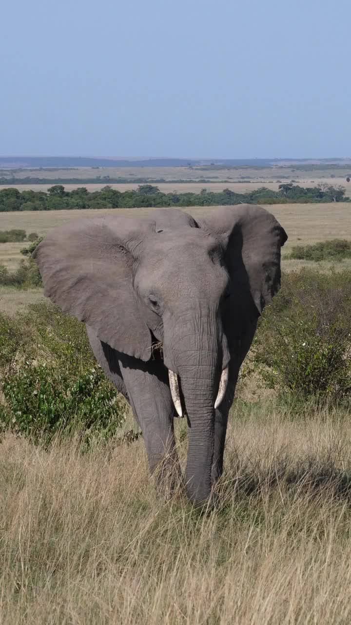 非洲象，loxodonta africana，成年行走在大草原，吃草，马赛马拉公园在肯尼亚，垂直视频，实时4K视频素材