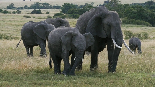 非洲象，loxodonta africana，草原群，吃草，马赛马拉公园在肯尼亚，实时4K视频素材