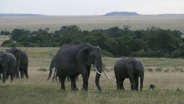 非洲象，loxodonta africana，草原组，马赛马拉公园在肯尼亚，实时4K视频素材