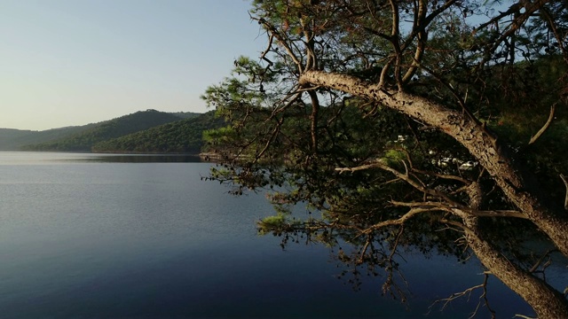 地中海岛屿上的松树林视频素材