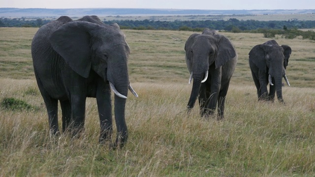 非洲象，loxodonta africana，在肯尼亚马赛马拉公园的萨凡纳散步的小组，实时4K视频素材