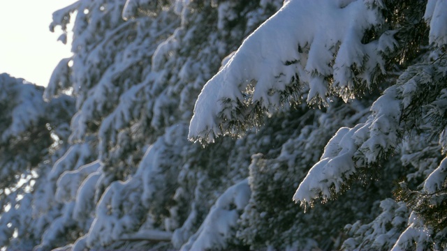 冬季松林与白雪覆盖的树枝圣诞树视频素材