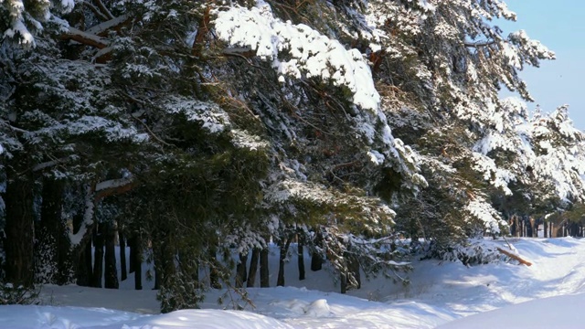 冬季松林与白雪覆盖的树枝圣诞树视频素材