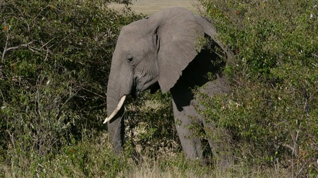 非洲象，loxodonta africana，成年行走在大草原，吃灌木丛，马赛马拉公园在肯尼亚，实时4K视频素材