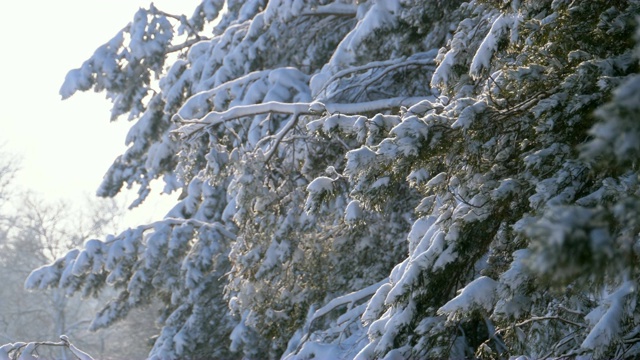 冬季松林与白雪覆盖的树枝圣诞树视频素材