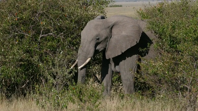 非洲象，loxodonta africana，成年行走在大草原，吃灌木丛，马赛马拉公园在肯尼亚，实时4K视频素材