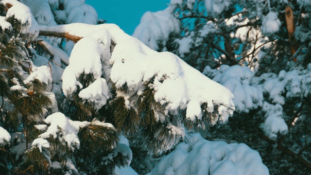 冬季松林与白雪覆盖的树枝圣诞树视频素材