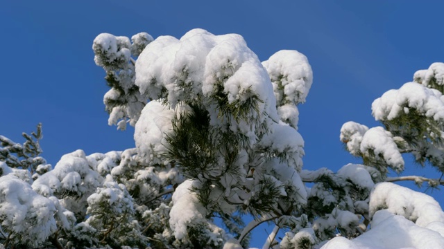 冬季松林与白雪覆盖的树枝圣诞树视频素材