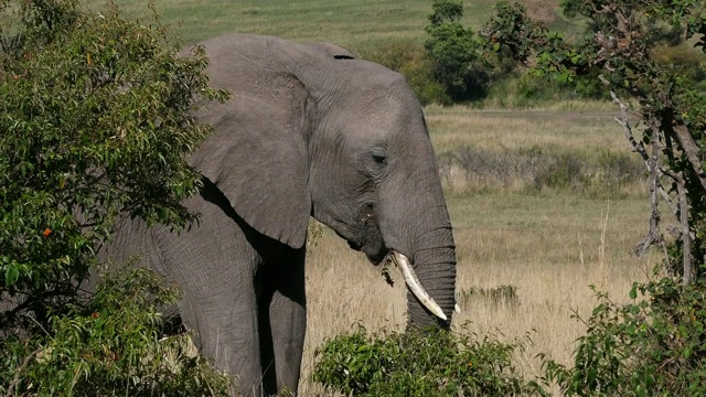 非洲象，loxodonta africana，成年行走在大草原，吃灌木丛，马赛马拉公园在肯尼亚，实时4K视频素材