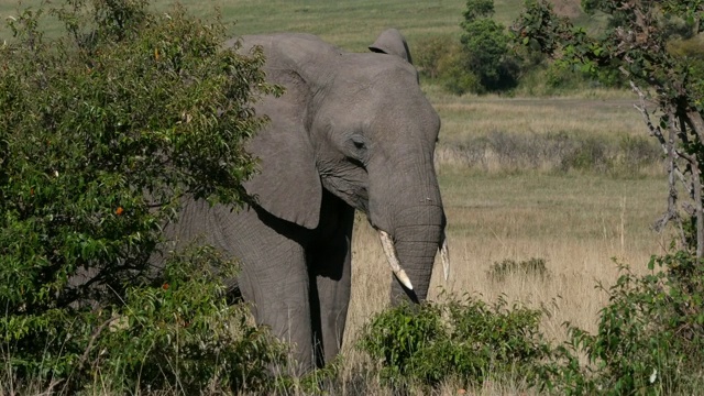 非洲象，loxodonta africana，成年行走在草原，马赛马拉公园在肯尼亚，实时4K视频素材