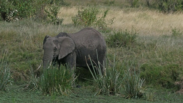 非洲象，loxodonta africana，成年进入沼泽，马赛马拉公园在肯尼亚，实时4K视频素材