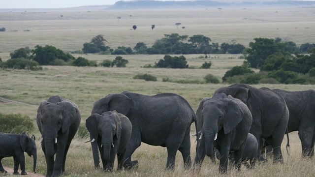 非洲象，loxodonta africana，草原组，马赛马拉公园在肯尼亚，实时4K视频素材