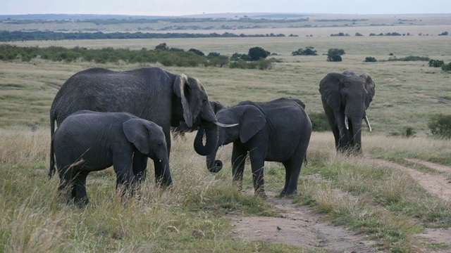 非洲象，loxodonta africana，草原组，马赛马拉公园在肯尼亚，实时4K视频素材