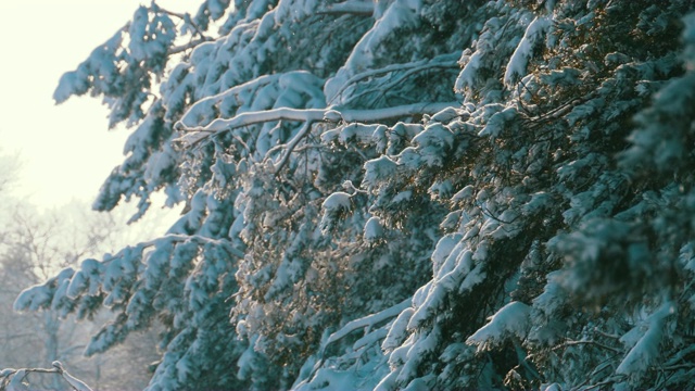 冬季松林与白雪覆盖的树枝圣诞树视频素材