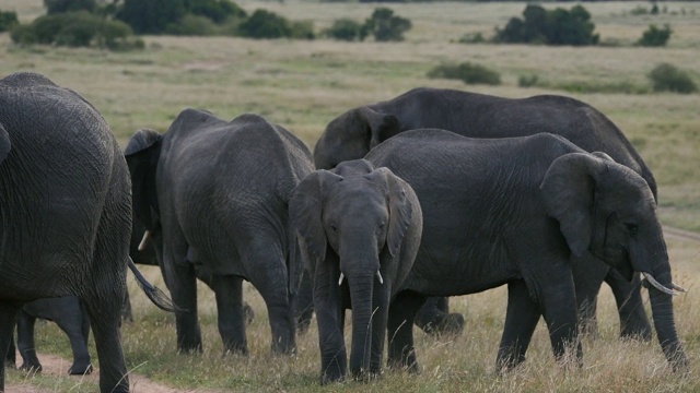 非洲象，loxodonta africana，草原组，马赛马拉公园在肯尼亚，实时4K视频素材