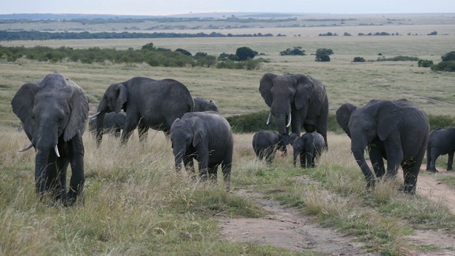 非洲象，loxodonta africana，草原组，马赛马拉公园在肯尼亚，实时4K视频素材