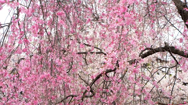 美丽的樱花或樱花在日本东京视频素材