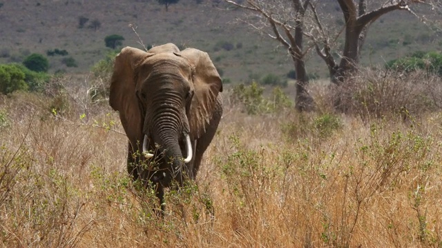 非洲大象，非洲loxodonta africana，大草原的成年人，移动的特朗普，肯尼亚查沃公园，实时4K视频素材