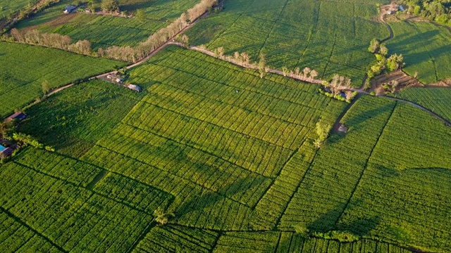 鸟瞰图绿色的玉米田在农村。有耕地的乡村景色。农业地块景观的几何形状。自然和农业工业。从无人机拍摄的4K视频。视频素材