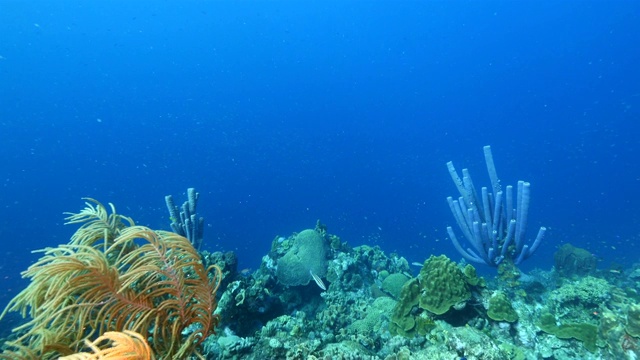 珊瑚礁海景在加勒比海库拉索岛附近的潜水地点黑珊瑚花园与各种珊瑚和管海绵视频素材