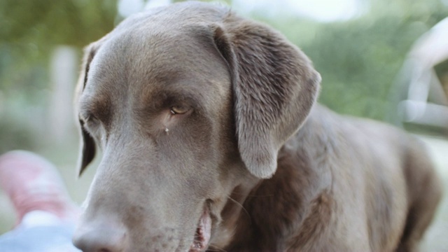 棕色拉布拉多猎犬的脸视频素材