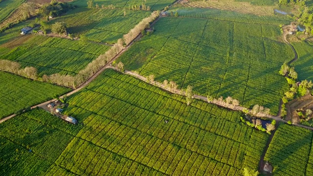 鸟瞰图绿色的玉米田在农村。有耕地的乡村景色。农业地块景观的几何形状。自然和农业工业。从无人机拍摄的4K视频。视频素材