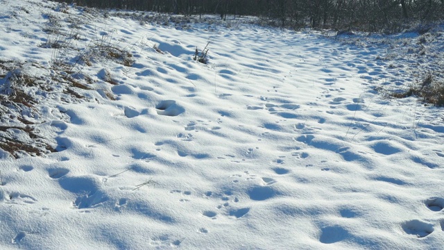 雪景拍摄，在冬天。1月份拍摄。视频素材