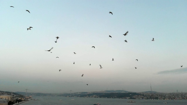 海鸥在海面上飞翔视频素材