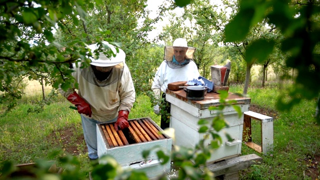 养蜂人从蜂箱里收集蜂蜜视频素材