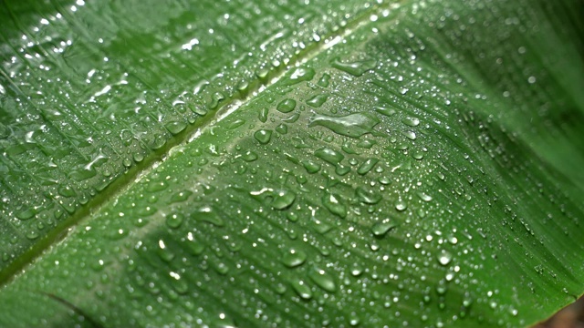 香蕉叶子上的雨滴视频素材