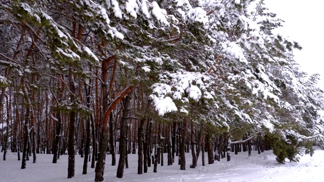 冬季松林与白雪覆盖的树枝圣诞树视频素材