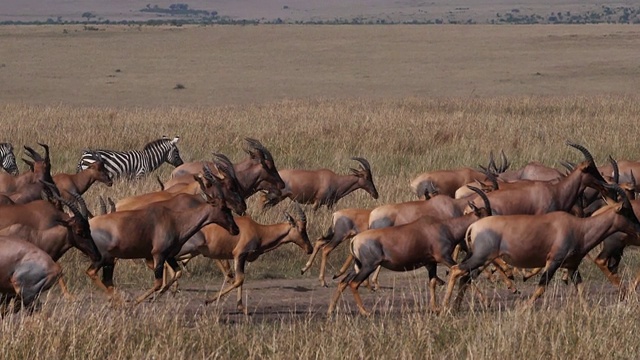 Topi, damaliscus korrigum, Grant's Zebra，在肯尼亚的萨凡纳，马赛马拉公园跑步，慢镜头视频素材