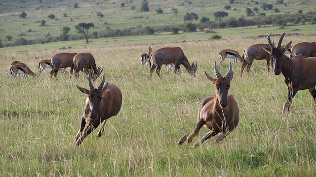 Topi, damaliscus korrigum，奔跑穿过萨凡纳，战斗，马赛马拉公园在肯尼亚，慢镜头视频素材